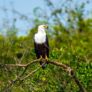 Fischadler, Uganda