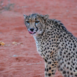 Gepard, Namibia