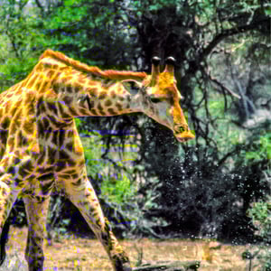 Trinkende Giraffe im Krügerpark, Südafrika