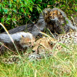 Gepardin mit Jungen, Kenya