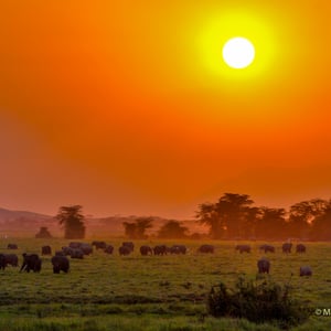 Abendstimmung mit Elefanten im Amboselipark, Kenya
