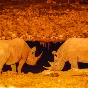Nashörner in der Nacht am Wasserloch, Namibia
