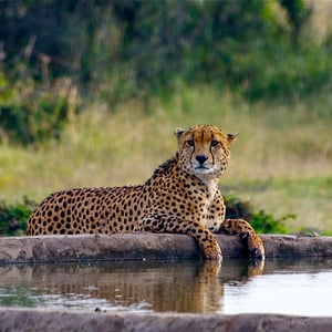 Gepard an einem künstlichen Wasserloch, Kenya
