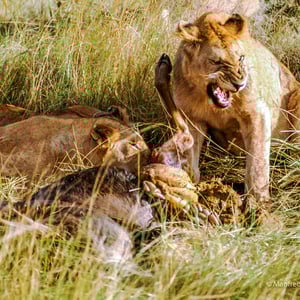 Löwen mit Beute, Kenya