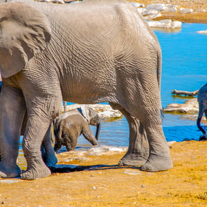 Elefanten am Wasserloch, Namibia