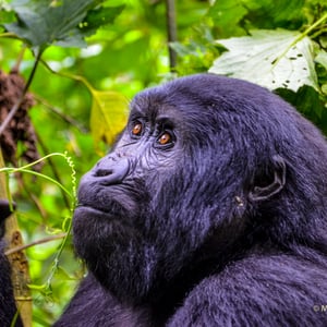 Gorilla in Uganda