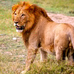 Männlicher Löwe in Kenya