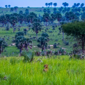 Jagender Leopard im Murchinsonpark, Uganda
