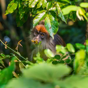 Roter Stummelaffe im Bigodisumpf, Uganda