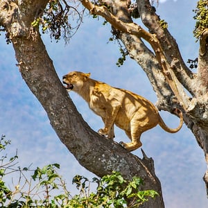 Löwe auf Baum in der Ngorogoro, Tansania