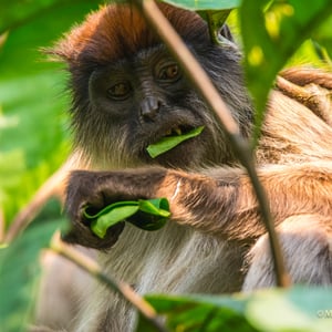 Roter Stummelaffe im Bigodisumpf, Uganda