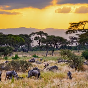 Tarangiere Nationalpark, Tansania