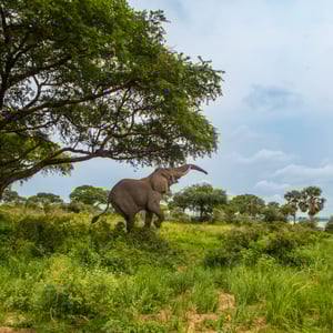 Elefant sucht Futter hoch im Baum, Uganda