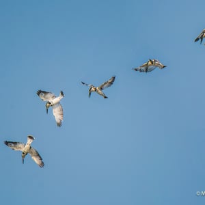 Fotoserie eines Kingfischers in Uganda