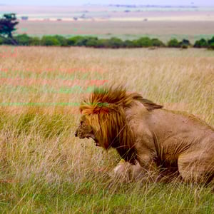 Löwenpaar, Kenya