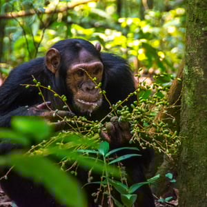 Schimpanse im Kibale Nationalpark, Uganda