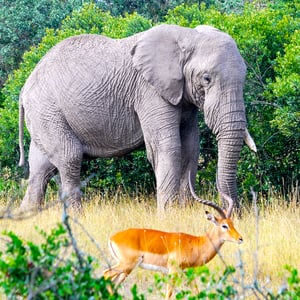 Elefant und Gazelle, Kenya