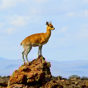 Gazelle im Tsavo, Kenya
