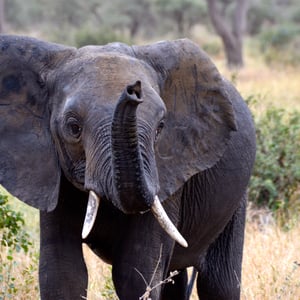 Junger Elefant, Botswana