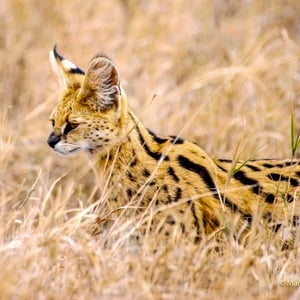 Serval in der Serengeti, Tansania