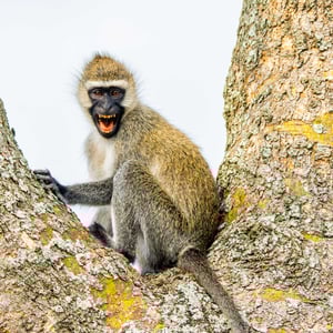 Meerkatze im Bigodisumpf, Uganda