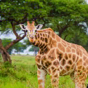 Giraffe im Murchinsonpark, Uganda