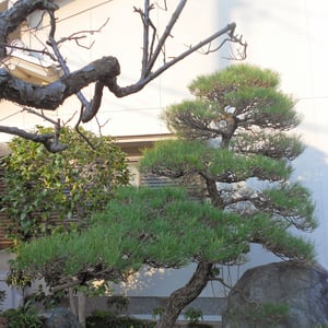 マツ　剪定作業後画像　奈良県北葛城郡広陵町