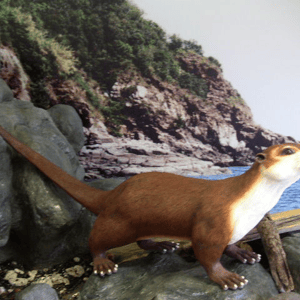 かわうそ　模型