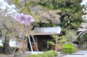 LifeTeria blog ブログ