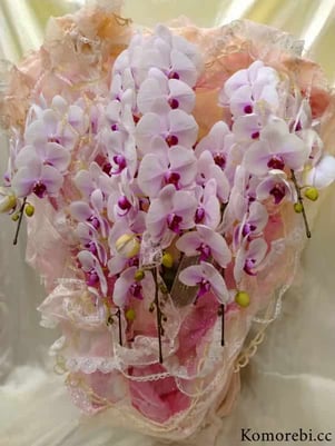 胡蝶蘭（コチョウラン）