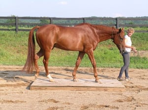 Logo A Better Topline