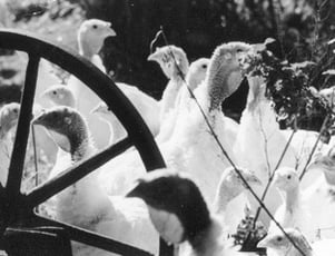 ohne Unterbrechung schnatterten die Gänse