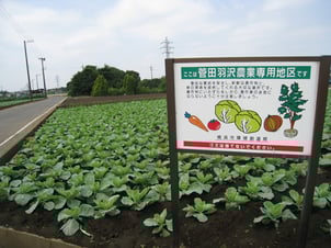 菅田、羽沢のキャベツ畑