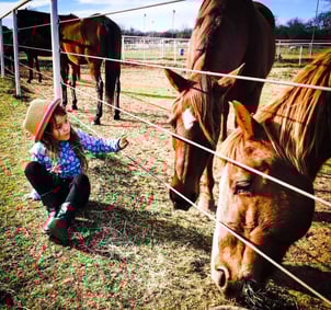 horses, horse facts, horse video, the wild adventure girls