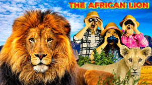 lion, lion facts, african lion, wild adventure girls, the wild adventure girls