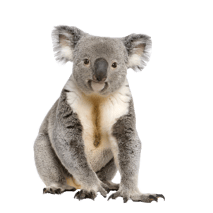 koala détouré illustration png