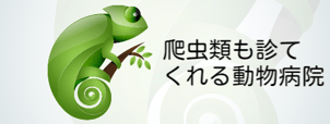 爬虫類診察可能な病院
