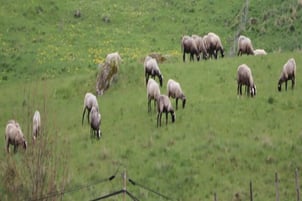 Photo décorative mouton