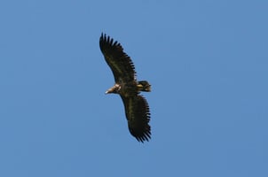 Seeadler (Foto: Marco Sommerfeld)