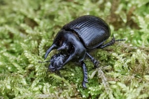 Foto: Stierkäfer, Istavan u. Sabine Palfi