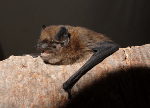 Zwergfledermaus (Foto: Dr. Andreas Zahn, LBV-Archiv)