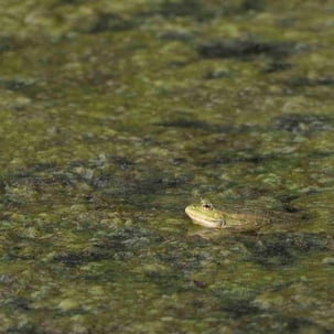 Ein Teichfrosch sitzt auf einem Wasserpflanzenteppich