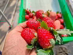 手塩にかけて育てたいちご…可愛くてたまりません！