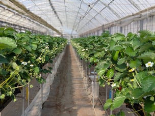 元気な苗達。さぁ、おいしいいちごをいっぱい付けてね！