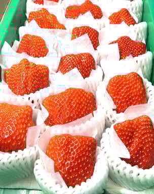 手のひらサイズのいちご達！※ギフトには入れられないほどの大粒です！