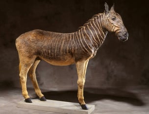 fiche animaux disparus quagga