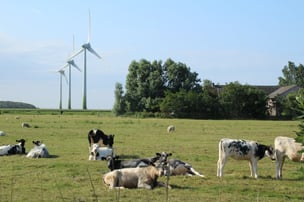 Im Bupheverkoog. Bild: Silke Wissel/LKN.SH