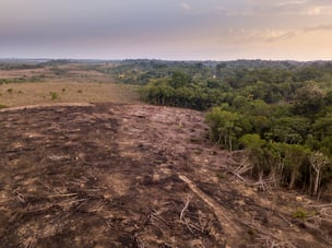 Agir pour la planète en stoppant la déforestation
