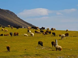 noch finden die Herden genügend Futter