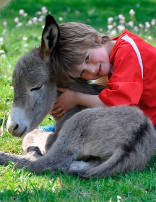 Eselwandern-Eifel-Petra-Landsberg-Bongard-NaturPur-Entschleuniger-Entschleunigung-Auszeit-Eseln-Geschichtsstraße-Gutschein-Geschenkidee-Waldübernachtung-Schäferwagen-Naturerlebnis-Abenteuer-Eselführerschein-Barsberg-Vulkaneifel-Altes-Forsthaus-Wanderroute